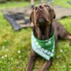 Dog wearing a scarf in dark green color from dablacksheeps.com with blankypack in the background