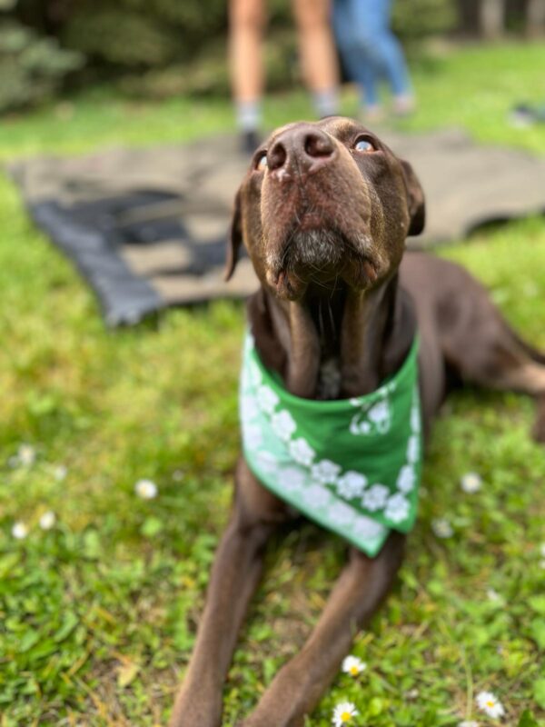 Dog wearing a scarf in dark green color from dablacksheeps.com with blankypack in the background