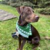 Dog wearing a scarf in dark green color from dablacksheeps.com