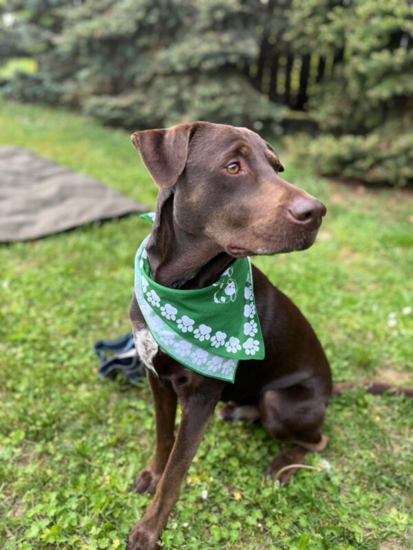 Dog wearing a scarf in dark green color from dablacksheeps.com